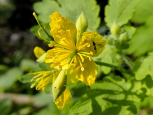 Grande Chélidoine - Grande éclaire - Herbe aux verrues - Chelidonium majus Papaveraceae