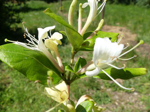 Chèvrefeuille des bois - Lonicera periclymenum Caprifoliaceae