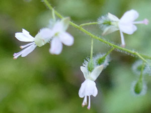 Circée commune - Circée de Paris - Herbe aux sorcières - Circaea lutetiana Onagraceae