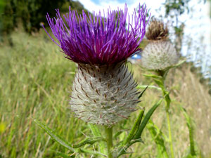 Cirse laineux - Chardon aux anes - Cirsium eriophorum Asteraceae