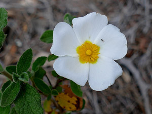 Ciste à feuilles de sauge - Cistus salviifolius Cistaceae