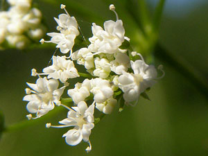 conopode dénudé - grand conopode - Conopodium denudatum Apiaceae