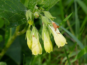Consoude tubéreuse - Consoude à tubercules - Symphytum tuberosum  Boraginaceae