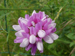 Coronille bigarrée - Securigera varia - Coronilla varia Fabaceae