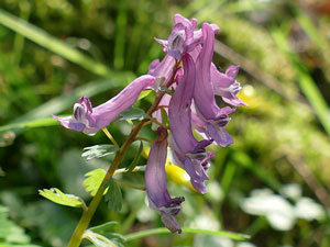 Corydale solide - Corydale à bulbe plein - Corydale à tubercule plein - Corydalis solida Fumariaceae
