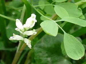 Corydale à vrilles - Cératocapnos à vrilles - Ceratocapnos claviculata Papaveraceae