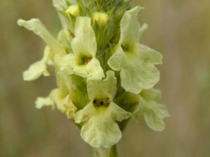 Crapaudine de Guillon - Sideritis peyrei guillonii Lamiaceae