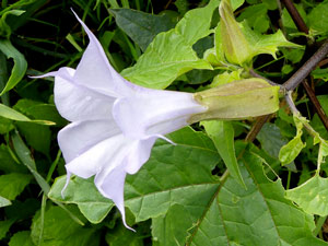 Datura officinal - Stramoine - Herbe aux foux (Variété Tatula) - Datura stramonium var. tatula  Solanaceae