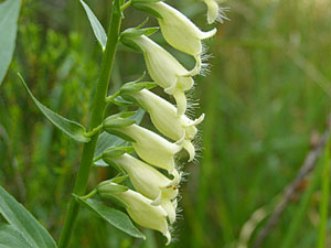 Digitalis lutea - Digitale jaune - Digitalis lutea Scrophulariaceae