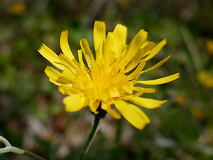 Épervière tachée - Hieracium maculatum Asteraceae