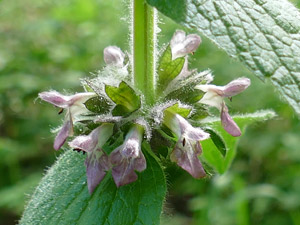 Épiaire des Alpes - Stachys alpina Lamiaceae