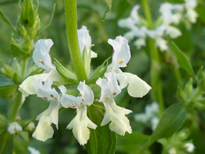 Epiaire annuelle - Stachys annua Lamiaceae