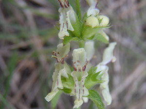 Epiaire à grandes fleurs - Epiaire droite - Stachys recta Lamiaceae 