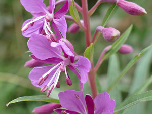 Épilobe en épi - Épilobe à feuilles étroites - Laurier de Saint-Antoine - Epilobium angustifolium - Epilobium spicatum Onagraceae
