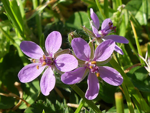 Erodium à feuilles de Cigue - Bec de Grue - Erodium cicutarium Geraniaceae