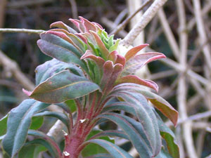 Euphorbe des bois, Euphorbe à feuilles d'amandier - Euphorbia amygdaloides Euphorbiaceae