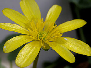 Ficaire - Ficaire fausse renoncule - Bouton d'or - Ranunculus ficaria Ranunculaceae