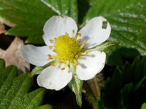 Fraisier des bois - Fragaria vesca Rosaceae