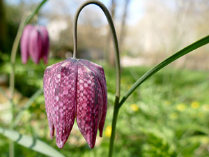 Fritillaire pintade - Cocane - Tulipe des prés - Fritillaria meleagris Liliaceae