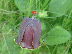 Fritillaire des Pyrénées - fritillaire noire - Fritillaria pyrenaica Liliaceae