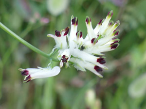 Fumeterre blanche - Fumeterre grimpante - Fumaria capreolata Papaveraceae