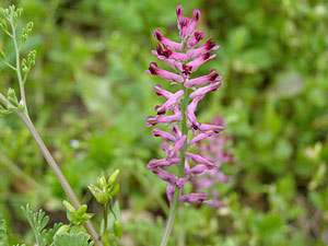 Fumeterre officinale - Pied de Céline - Fumaria officinalis Fumariaceae