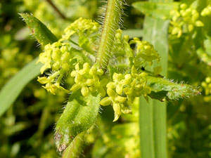 Gaillet croisette - Croisette commune - Cruciata laevipes - Galium cruciata Rubiaceae
