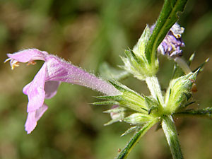 Galéopsis à feuilles étroites - Galeopsis angustifolia Lamiaceae