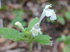 Galéopside des champs - Galéopside douteuse - Galeopsis segetum - Galeopsis dubia Lamiaceae