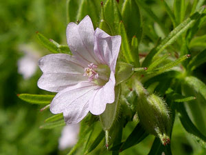 Géranium à feuilles découpées - Geranium dissectum Geraniaceae