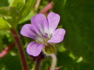 Géranium à feuilles rondes - Geranium rotundifolium  Geraniaceae