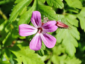 Géranium Herbe à Robert - Bec de grue - Bec de cigogne - Robertin, - Geranium robertianum Geraniaceae