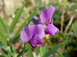 Gesse à feuilles de lin - Lathyrus linifolius - Lathyrus macrorrhizus Fabaceae