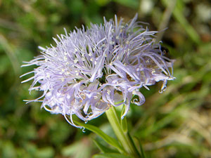 Globulaire commune, Globulaire piquante - Globularia vulgaris  Globulariaceae 