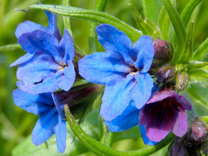 Grémil pourpre bleu - Lithospermum purpurocaeruleum Boraginaceae