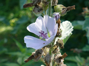 Guimauve officinale - Guimauve sauvage - Mauve blanche - Althaea officinalis Malvaceae