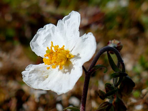 Hélianthème des Apennins - Helianthemum apenninum Cistaceae