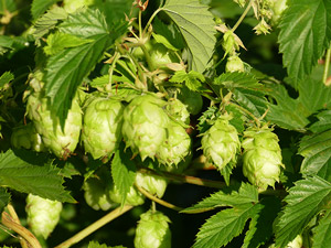 Houblon - Salspareille nationale - Vigne du Nord - Humulus lupulus Cannabaceae