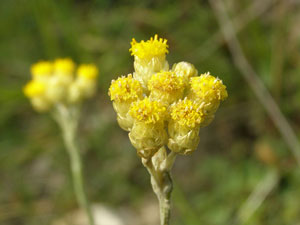 Immortelle commune, des dunes - Helichrysum stoechas Asteraceae