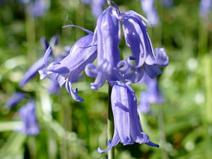 Jacinthe des bois - Jacinthe sauvage - Hyacinthoides non-scripta Liliaceae