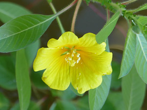 Jussie rampante - Ludwigia peploides - Jussiaea peploides Onagraceae