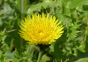 Laiteron piquant, Laiteron rude, Laiteron épineux - Sonchus asper Asteraceae