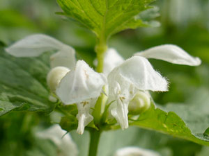 Lamier blanc - Ortie blanche - Lamium album Lamiaceae