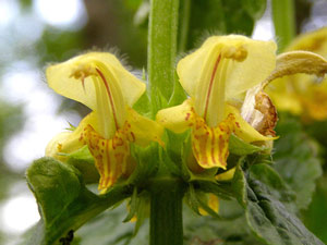 Lamier jaune - Ortie jaune - Lamium galeobdolon Lamiaceae