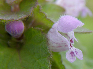 Lamier pourpre - Ortie rouge - Pain de poulet - Lamium purpureum Lamiaceae