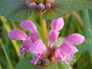 Lamier tacheté - Lamier taché - Lamium maculatum Lamiaceae