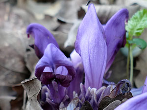 Lathrée Clandestine - Lathraea clandestina Scrophulariaceae