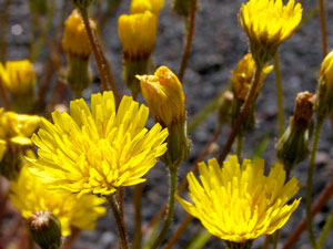 Leontodon hispidus - Liondent hispide -  Asteraceae