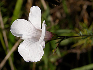 Lin à feuilles menu - Lin ligneux - Linum tenuifolium Linaceae