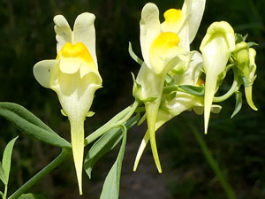 Linaire commune - Coupe-faucille - Chasse-venin - Linaria vulgaris Scrophulariaceae